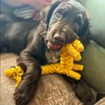 Albus, Earl and Bruno - @albus_earl_and_bruno - Instagram
