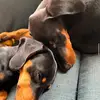 Bruno & Earl - @bruno.and.earl - TikTok