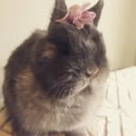 Earl - @earl.bunny - Instagram