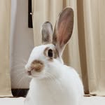 𝗘𝗔𝗥𝗟 𝗚𝗥𝗘𝗬 + 𝗖𝗘𝗬𝗟𝗢𝗡 - @earlgreythebunny - Instagram
