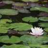 EBM Japanese Garden - @earlburnsmiller - TikTok
