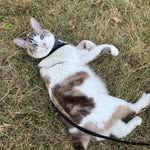 MarLeigh Schnepp - @earlitobanditoburrito - Instagram