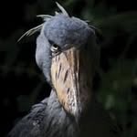 Earl E. Byrd - @earliest_bird_530am - Instagram