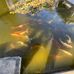 Earl Burns Japanese Gardens Cal State Long Beach - Facebook