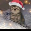 Raven Earl Cardenas - @raven.earl.carden - TikTok