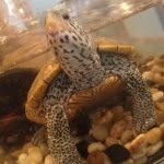 Earl Casey - @earltheturtlee - Instagram