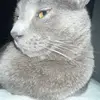 Fat_Earl31 - @earl_cat31 - TikTok