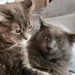 Cecil and Earl - @cecilandearl - Instagram