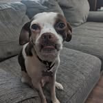 Earl - @earlcheez.it - Instagram