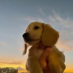 Earl Chen - @weenietheearl - Instagram