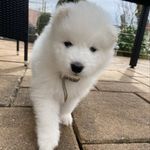Earl Manouk of Arctic White Cherry - @manouk.samoyed - Instagram