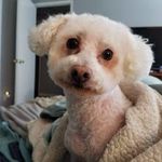 Duke, Earl of Chestnut - @dukeoftheday - Instagram