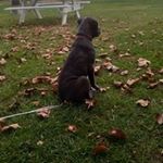 Earl Chestnutt - @earlchestnutt - Instagram