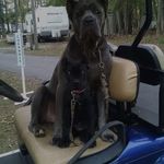 Earl Chestnutt - @chestnuttearl - Instagram
