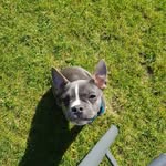 Chewi - @earl.chewbacca.the.french - Instagram