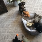 Earl Chew - Facebook