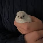 Earl Grey - @earlgreythechick - Instagram