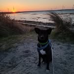 Earl Chuck - @earlchuck_streetdogfindshome - Instagram