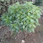 earl_chunks - @earl_chunks - Instagram