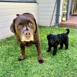 Earl&Clementine - @earlandclementineofgtown - Instagram