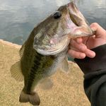 Earl Cox - @ecox_fishing - Instagram