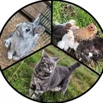@earls_croome_animals - Instagram