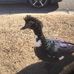 Earl Crow Park - Facebook