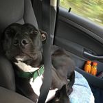 Teddy Earl Crow - @teddyearlcrow - Instagram