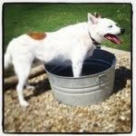 Earl-Andrea's Dog! - @earldogdailey - Instagram