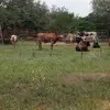 earldeancattleco - @earl.dean.cattlec - TikTok