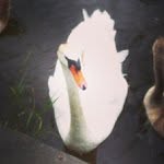 Earl Denham - @tivenabi - Instagram