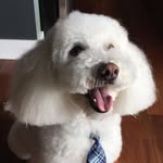The Earl of Derby - @derbymaximus - Instagram