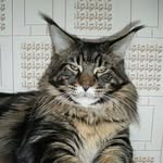 Earl Dexter Milacoon mainecoon - @earl_dexter - Instagram