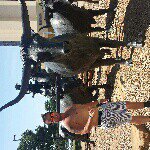Earl Dibbles Jr - @earl_dibbles_jr_ - Instagram