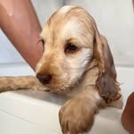 𝓭𝓸𝓿𝓮 𝓮𝓪𝓻𝓵 - @dove.earl_ - Instagram