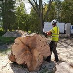 Earl Fairweather - @arboristearlfairweather - Instagram