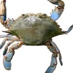 Earl L Fields JR - @bluecrab.global - Instagram