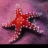 Earl L Fields Jr - @starfishglobal - TikTok