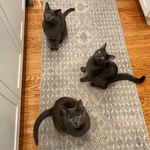 Earl, Floyd & Odin - @thegraybietrio - Instagram