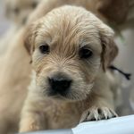 Earl (Baby Earl) - @earl_the_golden - Instagram