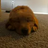 Sir Earl the Golden Boy - @earl.the.golden.b - TikTok
