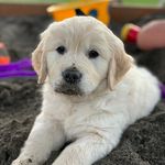 Walter Earl Retriever Puppy - @walter.earl.golden.bear - Instagram