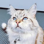 Earl the Siberian - @gossip_earl - Instagram