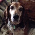 🎩 Beagle. Earl of Grantham - @darwin_theallnappingbeagle - Instagram