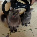 Earl Gray & Grayson - @thegraycats - Instagram