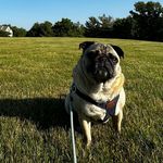 Earl Grayson - @earlgrayson_thepug - Instagram