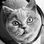 Grayson - @earl_graysonthecat - Instagram