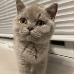 Earl Haden 🐱 - @earloftamworth - Instagram
