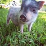 @mr.earl_haney - Instagram