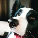 Heimdall - @earlheimdallkibason - Instagram
